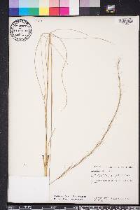 Aristida stricta image