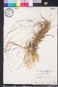 Eragrostis refracta image