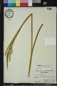 Paspalum floridanum image