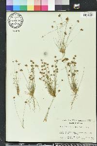 Bulbostylis barbata image