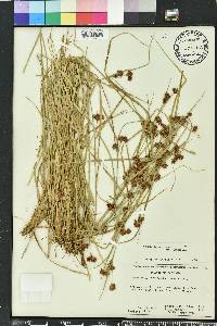 Rhynchospora glomerata image