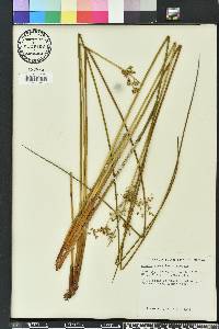 Juncus roemerianus image