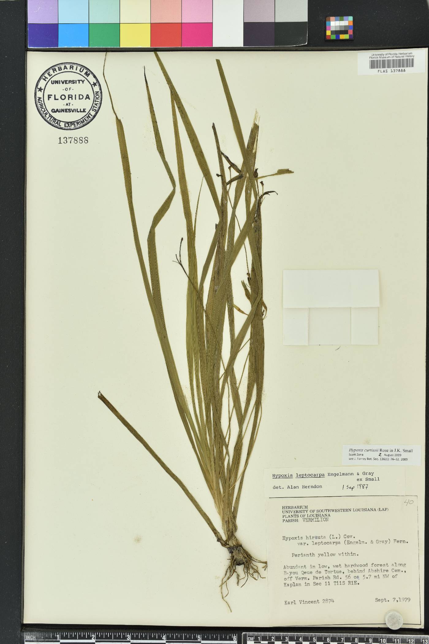 Hypoxis curtissii image