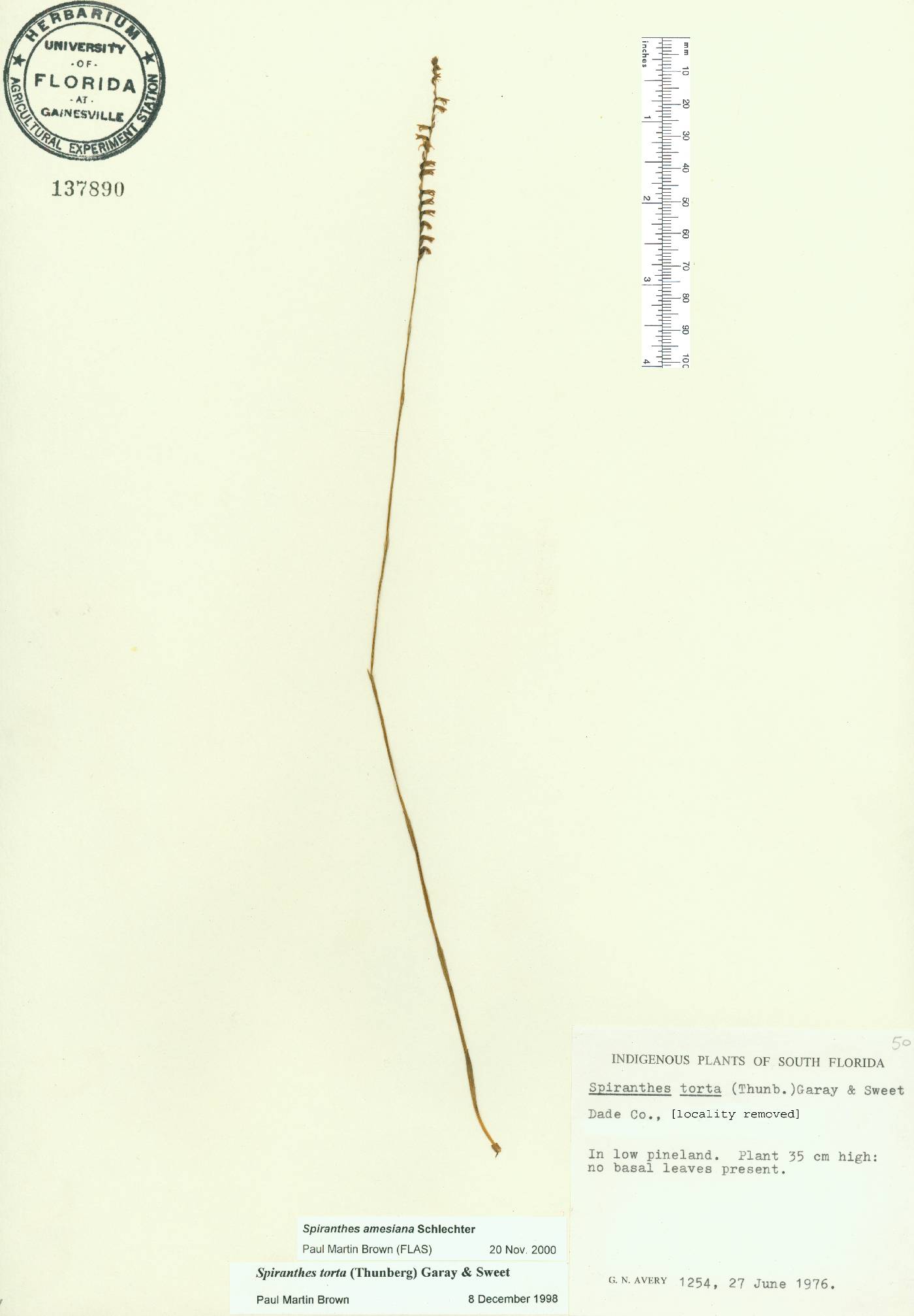 Spiranthes amesiana image