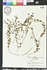 Lespedeza repens image