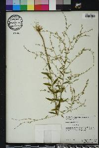 Linum striatum image