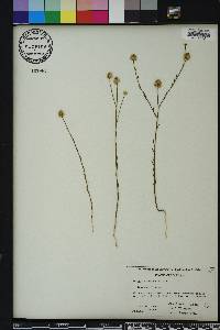 Polygala mariana image