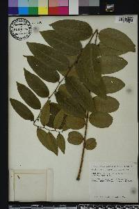 Phyllanthus juglandifolius image