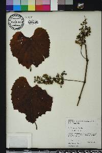 Vitis cinerea image