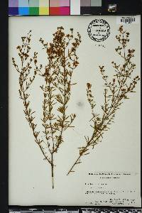 Hypericum galioides image