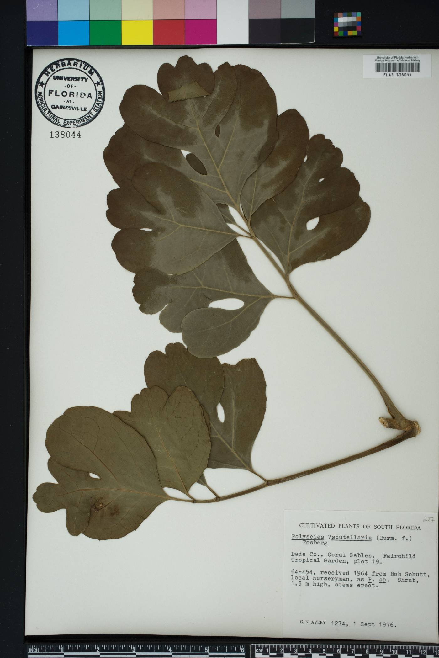 Polyscias obtusifolia image