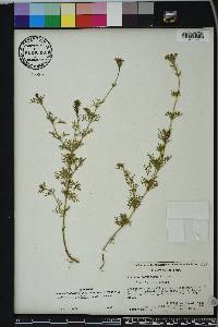 Glandularia aristigera image