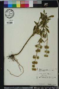 Hyptis alata image