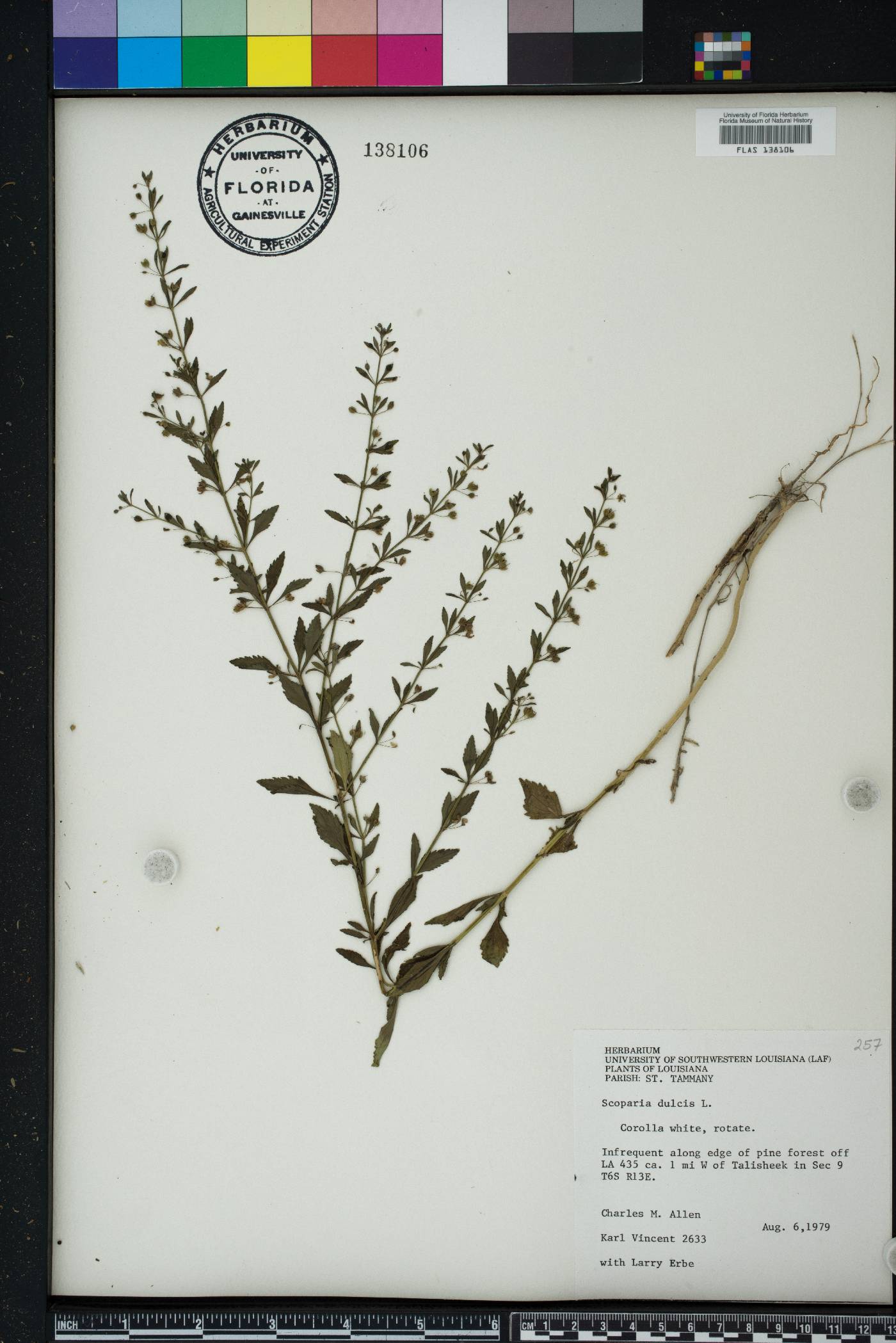 Scoparia dulcis image
