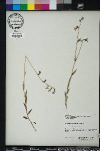 Lobelia flaccidifolia image