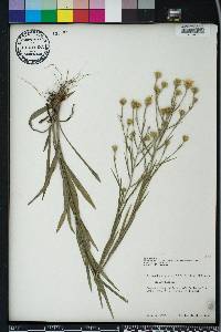 Pityopsis graminifolia image