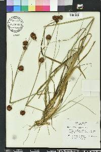 Rhynchospora cephalantha image