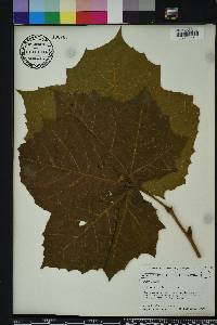 Platanus orientalis image