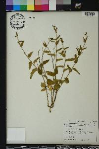 Tragia urticifolia image