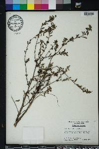 Ludwigia glandulosa image