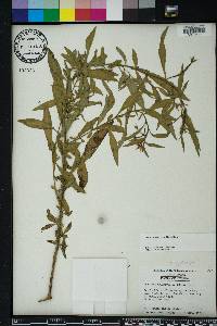 Ludwigia leptocarpa image