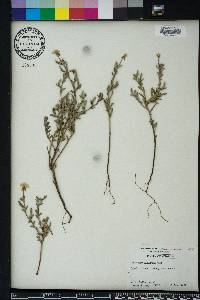 Oenothera humifusa image