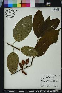 Halesia carolina image
