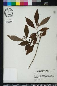 Psychotria nervosa image