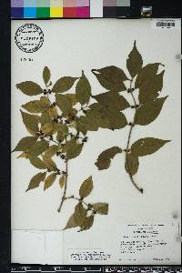 Lonicera maackii image