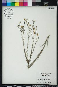 Pityopsis graminifolia image