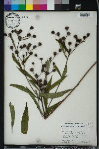 Vernonia noveboracensis image