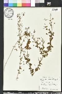 Lespedeza procumbens image