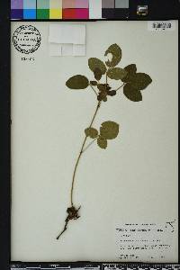 Rhynchosia tomentosa image