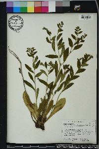 Lithospermum tuberosum image