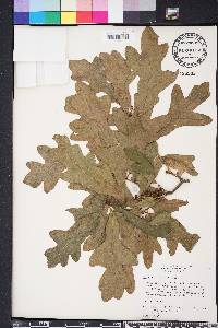 Quercus margarettae image