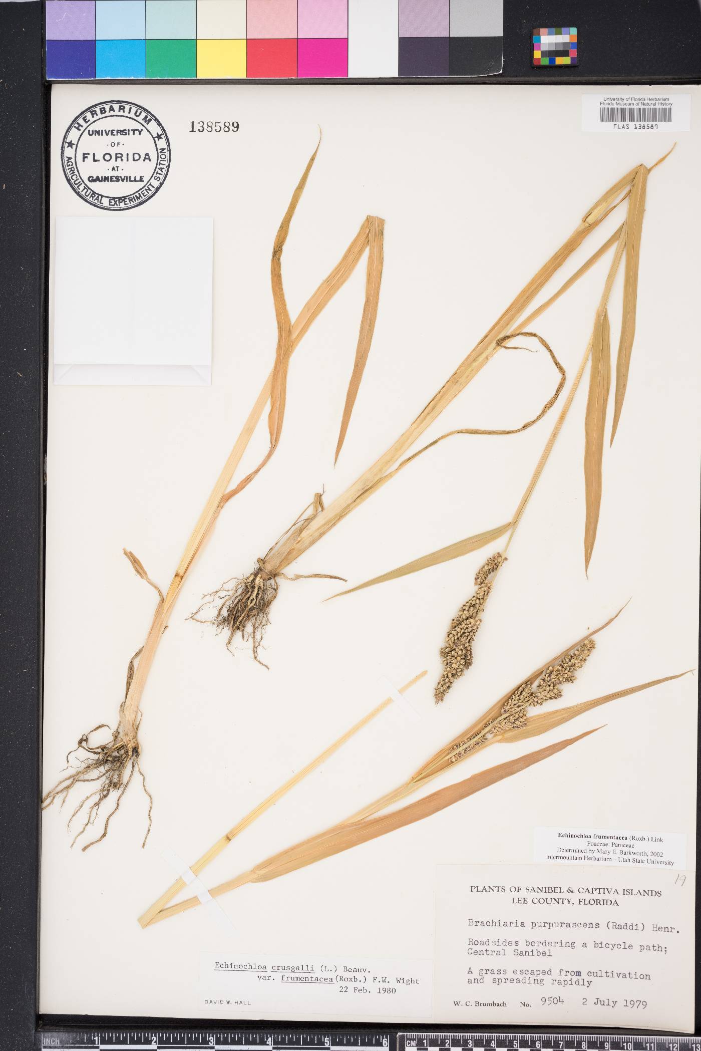Echinochloa frumentacea image