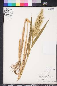 Echinochloa walteri image