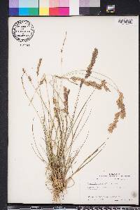 Eragrostis secundiflora image