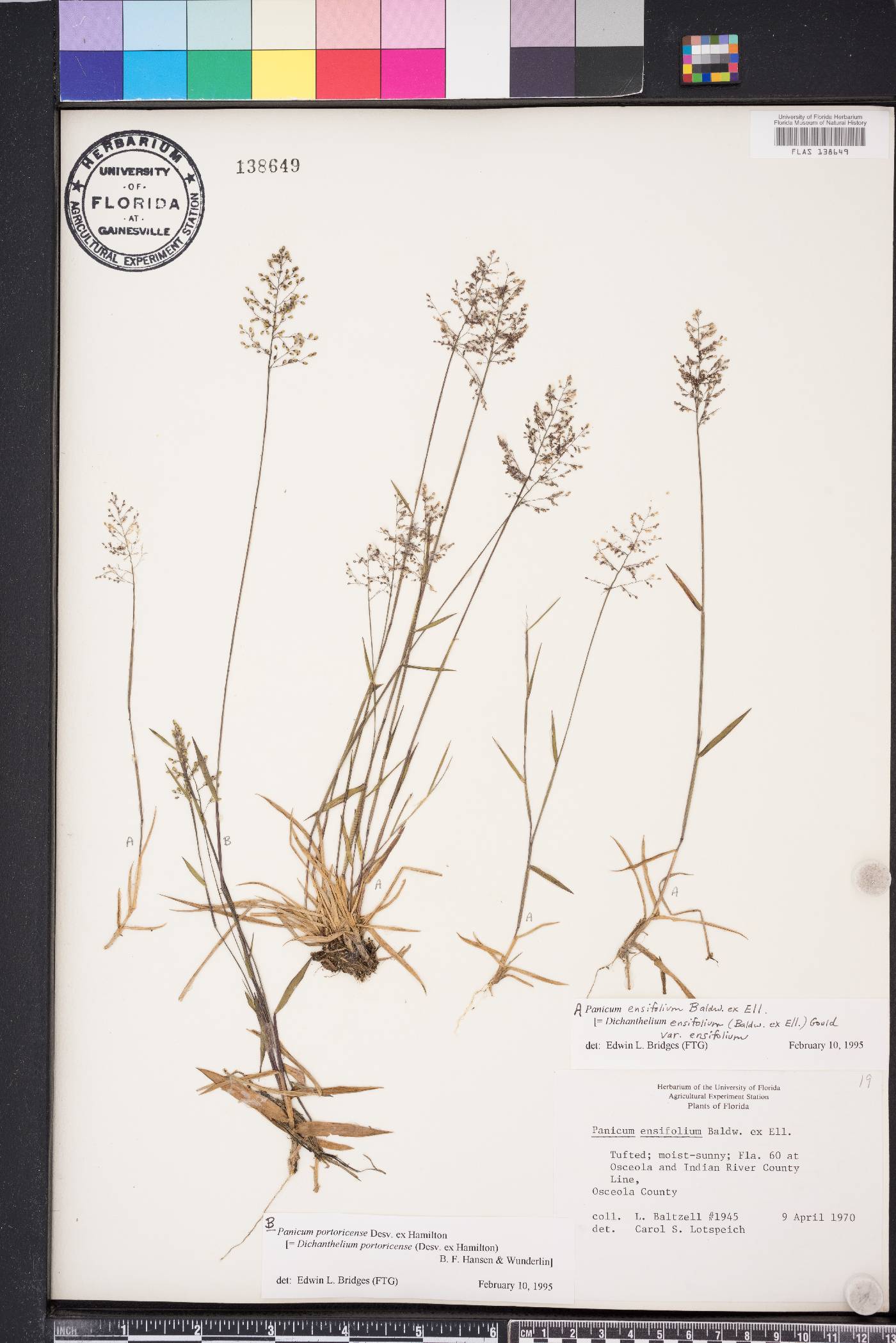 Dichanthelium ensifolium image