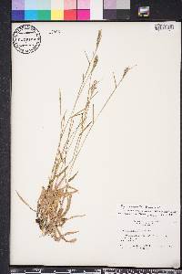 Dichanthelium ensifolium image