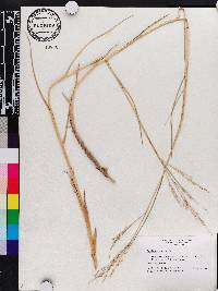 Panicum repens image