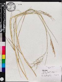 Panicum repens image