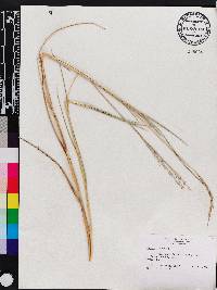 Panicum repens image