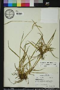 Paspalum dilatatum image