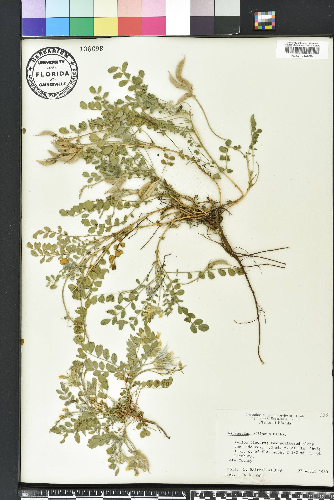 Astragalus villosus image