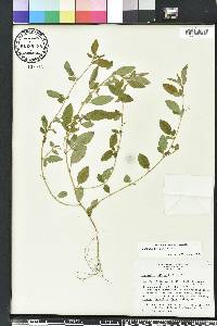 Indigofera pilosa image