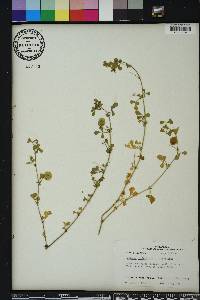 Medicago orbicularis image