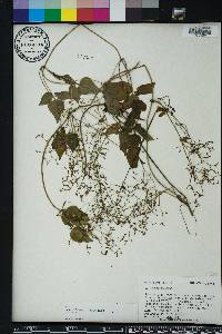 Valeriana scandens image