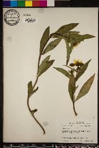 Bidens laevis image