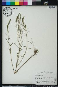 Iva angustifolia image